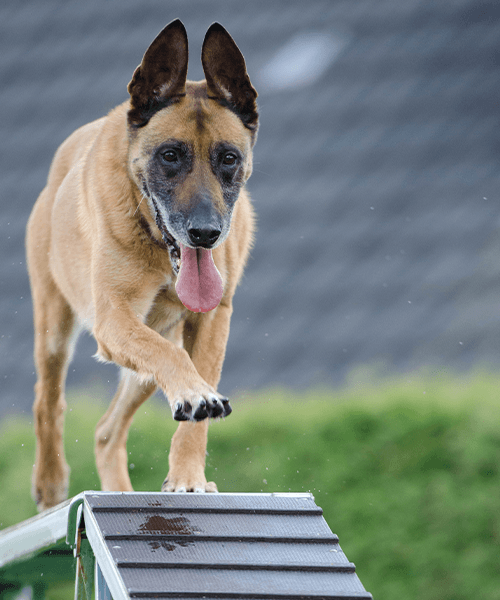 dog training randburg